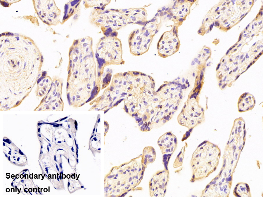 Monoclonal Antibody to Amiloride Binding Protein 1 (ABP1)