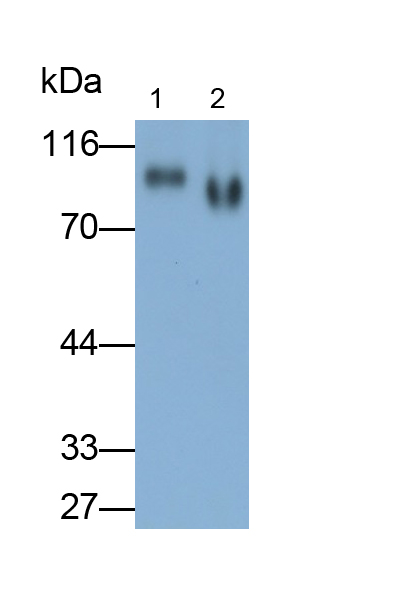 Monoclonal Antibody to Homing Associated Cell Adhesion Molecule (HCAM)