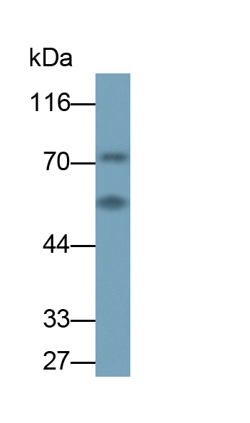 Monoclonal Antibody to Dopamine Receptor D2 (DRD2)