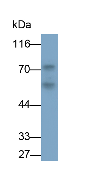 Monoclonal Antibody to Dopamine Receptor D2 (DRD2)