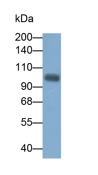 Monoclonal Antibody to Neuropilin 1 (NRP1)