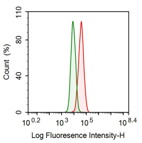 Monoclonal Antibody to Heat Shock Protein 27 (Hsp27)