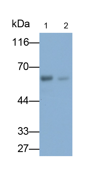 Monoclonal Antibody to Membrane Protein, Palmitoylated 6 (MPP6)