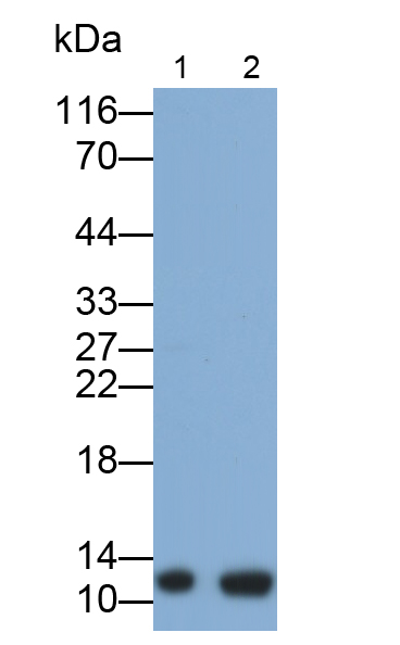 Monoclonal Antibody to Thioredoxin (Trx)