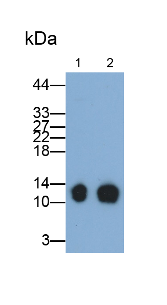 Monoclonal Antibody to Thioredoxin (Trx)
