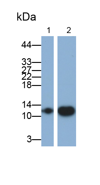 Monoclonal Antibody to Thioredoxin (Trx)