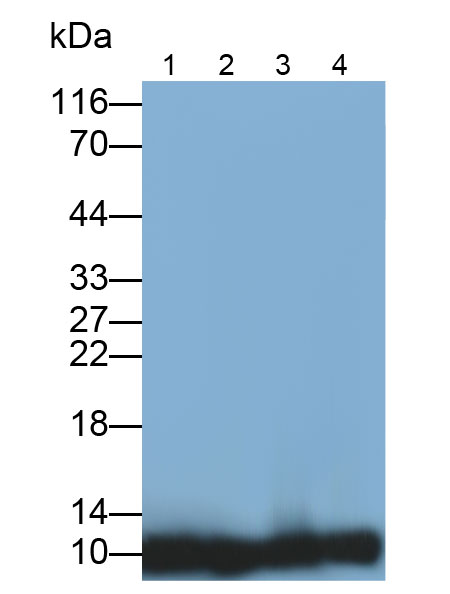 Monoclonal Antibody to Thioredoxin (Trx)