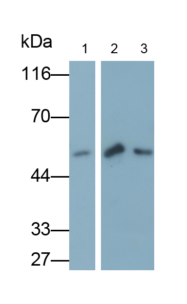 Monoclonal Antibody to Heparanase (HPSE)