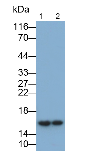 Monoclonal Antibody to Prealbumin (PALB)