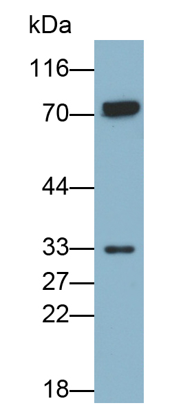 Monoclonal Antibody to Cyclin Dependent Kinase 5 (CDK5)