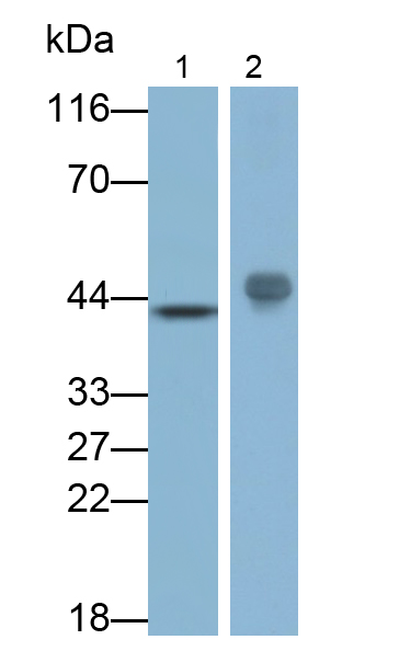 Monoclonal Antibody to Programmed Cell Death Protein 1 Ligand 2 (PDL2)