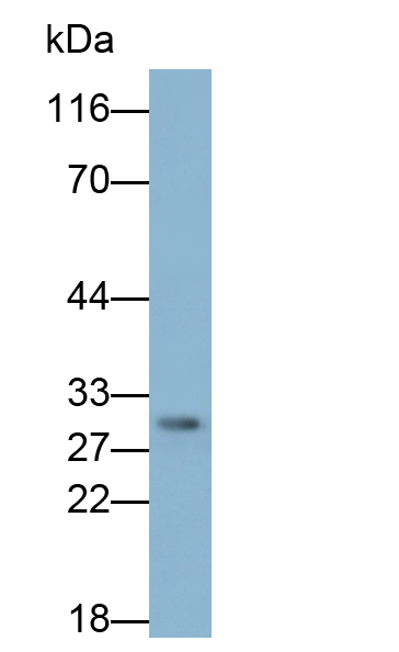 Monoclonal Antibody to Programmed Cell Death Protein 1 Ligand 2 (PDL2)