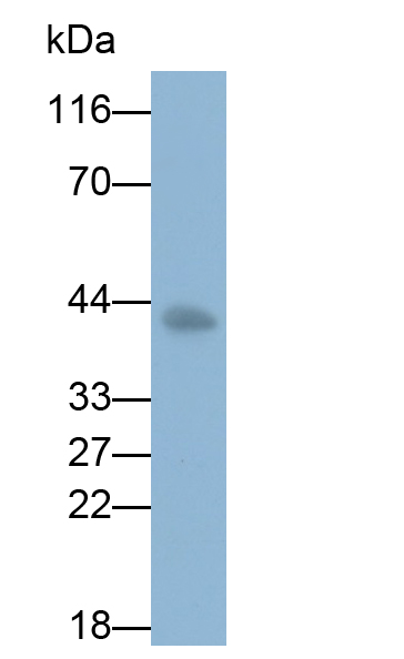 Monoclonal Antibody to Programmed Cell Death Protein 1 Ligand 2 (PDL2)