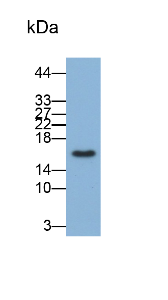 Monoclonal Antibody to Cyclin Dependent Kinase Inhibitor 2A (CDKN2A)