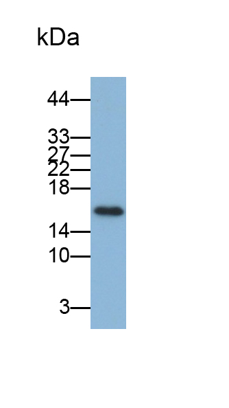 Monoclonal Antibody to Cyclin Dependent Kinase Inhibitor 2A (CDKN2A)