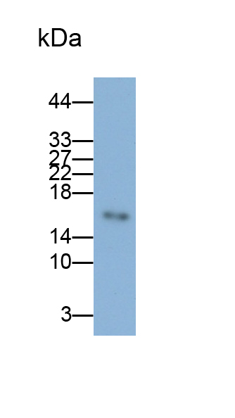 Monoclonal Antibody to Cyclin Dependent Kinase Inhibitor 2A (CDKN2A)