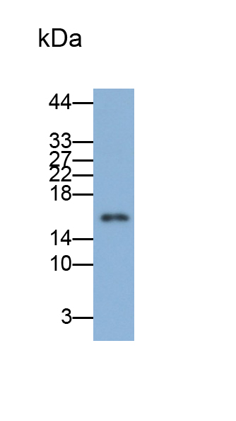 Monoclonal Antibody to Cyclin Dependent Kinase Inhibitor 2A (CDKN2A)