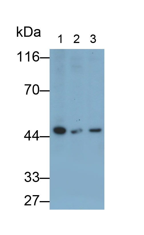 Monoclonal Antibody to Nitric Oxide Synthase 1, Neuronal (NOS1)
