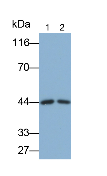 Monoclonal Antibody to Haptoglobin (Hpt)