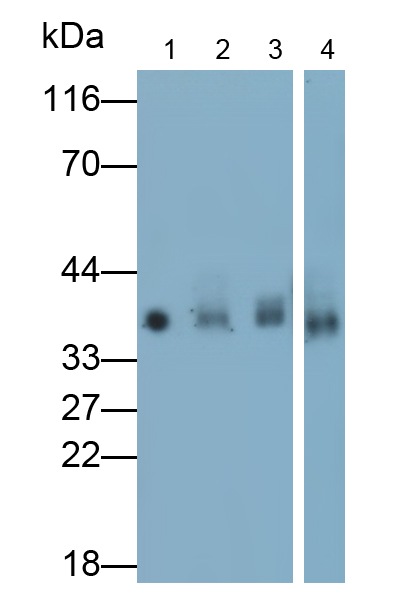 Monoclonal Antibody to Haptoglobin (Hpt)