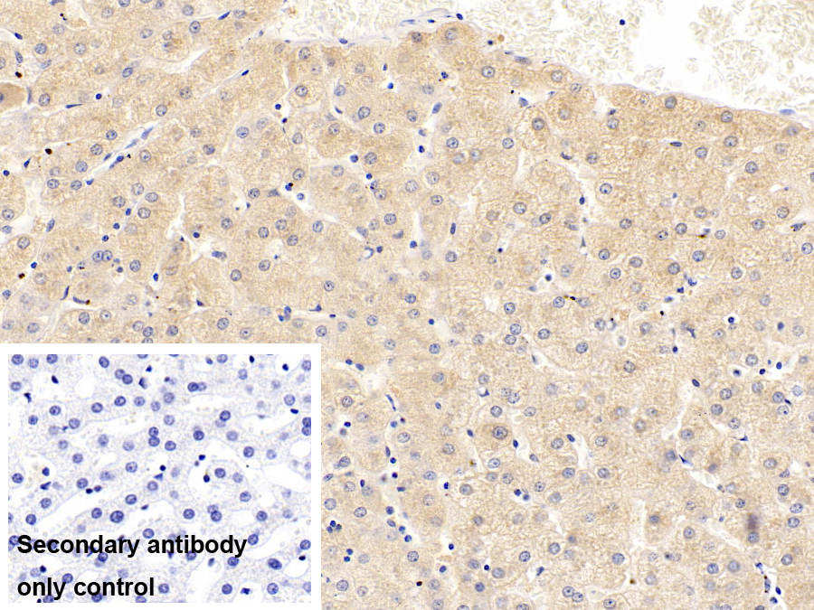 Monoclonal Antibody to Heat Shock Protein 60 (Hsp60)