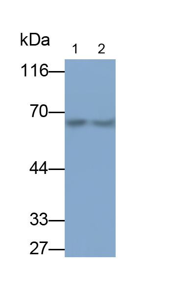 Monoclonal Antibody to Heat Shock Protein 60 (Hsp60)