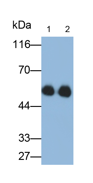 Monoclonal Antibody to Immunoglobulin G3 (IgG3)