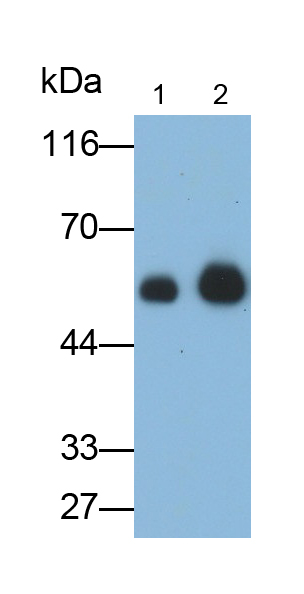 Monoclonal Antibody to Immunoglobulin G3 (IgG3)