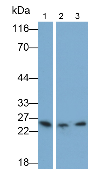 Monoclonal Antibody to Caspase 8 (CASP8)