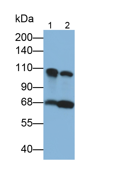 Monoclonal Antibody to Complement Component 3 (C3)