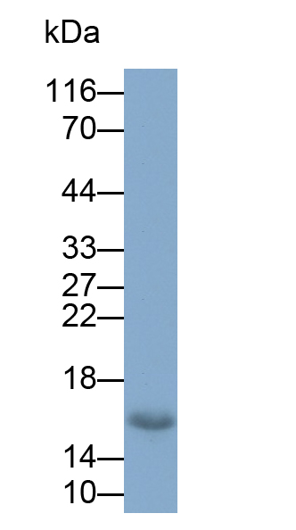 Monoclonal Antibody to Gastric Inhibitory Polypeptide (GIP)