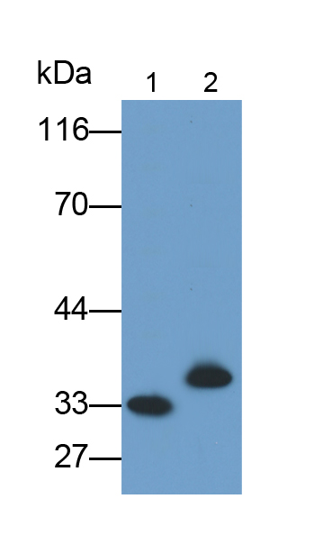 Monoclonal Antibody to Pulmonary Surfactant Associated Protein A1 (SFTPA1)