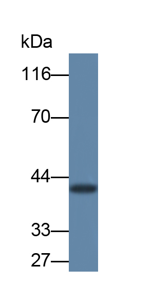 Monoclonal Antibody to Pulmonary Surfactant Associated Protein A1 (SFTPA1)