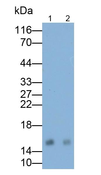 Monoclonal Antibody to Cystatin C (Cys-C)