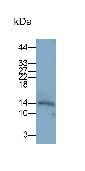Monoclonal Antibody to Cystatin C (Cys-C)