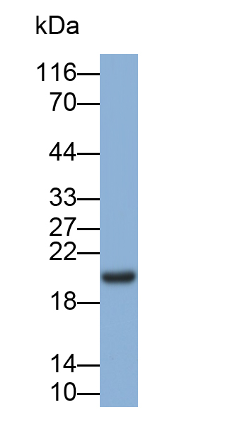 Monoclonal Antibody to Retinol Binding Protein 4 (RBP4)