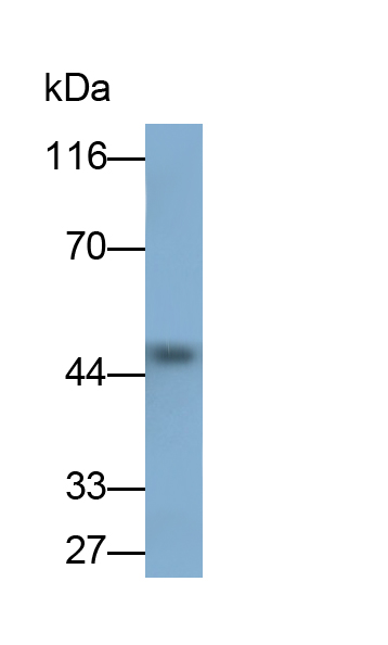 Monoclonal Antibody to Extracellular Signal Regulated Kinase 2 (ERK2)