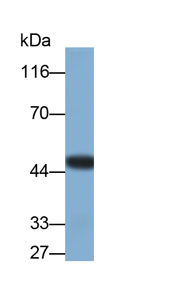 Monoclonal Antibody to Extracellular Signal Regulated Kinase 2 (ERK2)