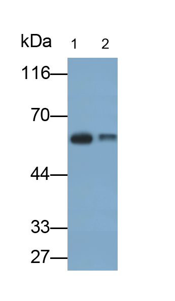 Monoclonal Antibody to Chemokine C-X-C-Motif Receptor 4 (CXCR4)