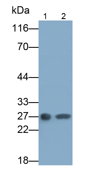 Monoclonal Antibody to Kallikrein 1 (KLK1)