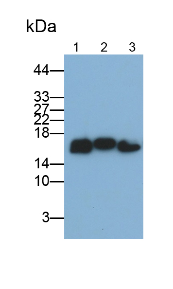 Monoclonal Antibody to Cyclophilin A (CYPA)
