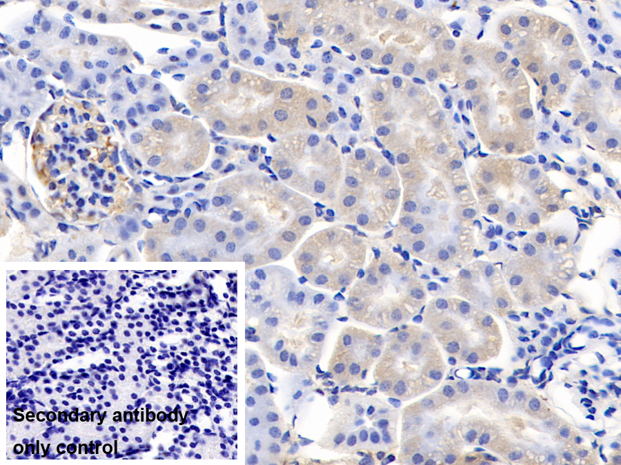 Monoclonal Antibody to Cyclophilin A (CYPA)