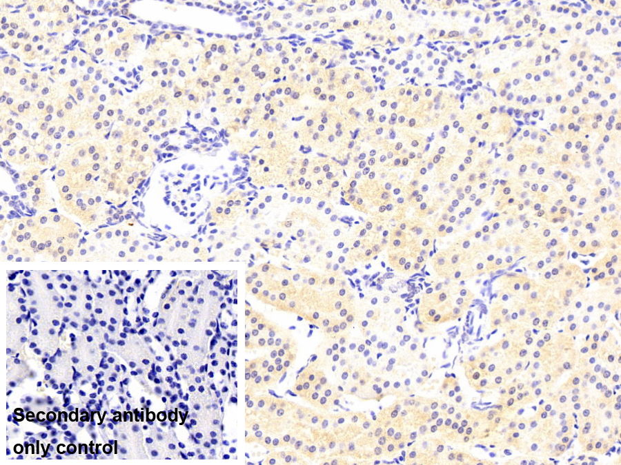 Monoclonal Antibody to Cyclophilin A (CYPA)