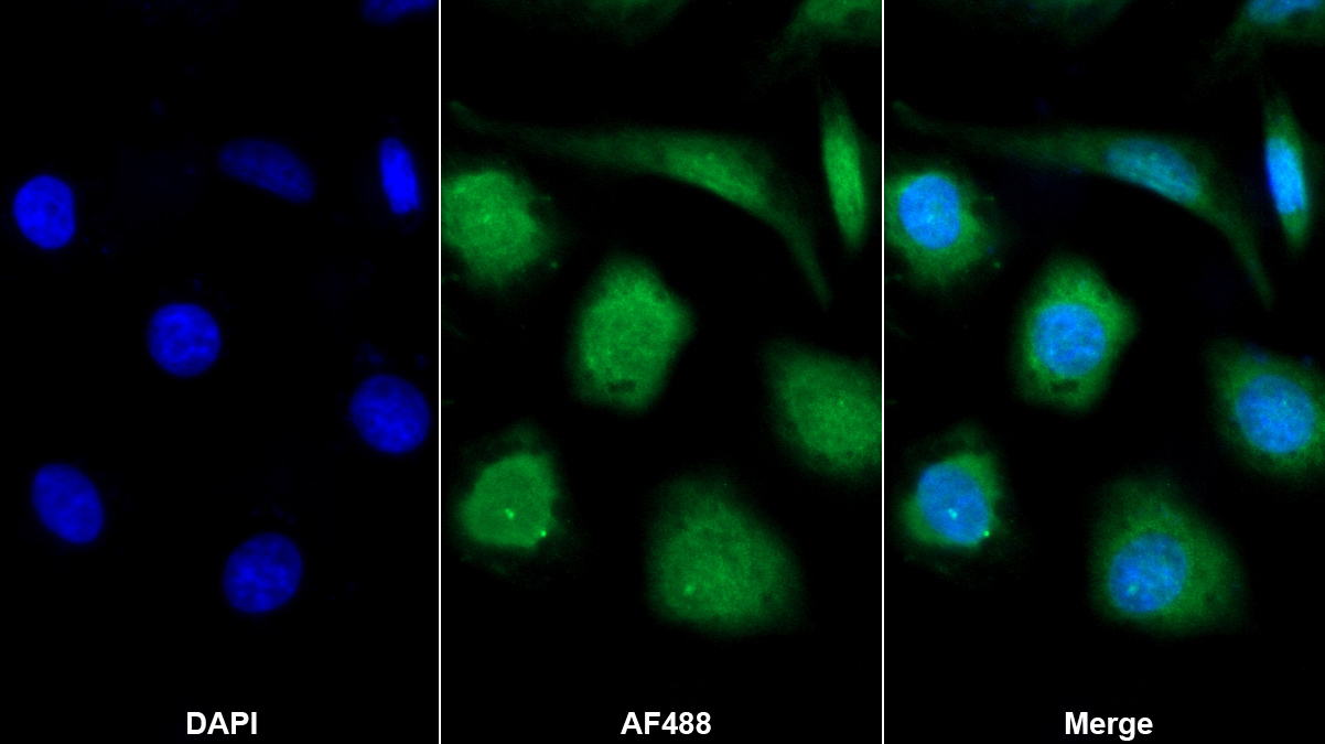 Monoclonal Antibody to Cyclophilin A (CYPA)