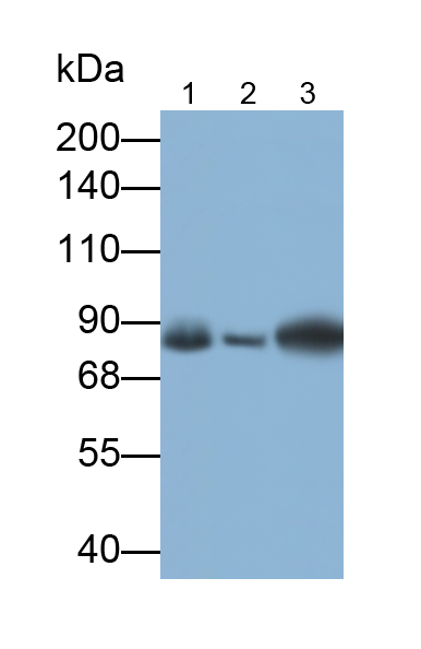 Monoclonal Antibody to Low Density Lipoprotein Receptor Related Protein 1 (LRP1)