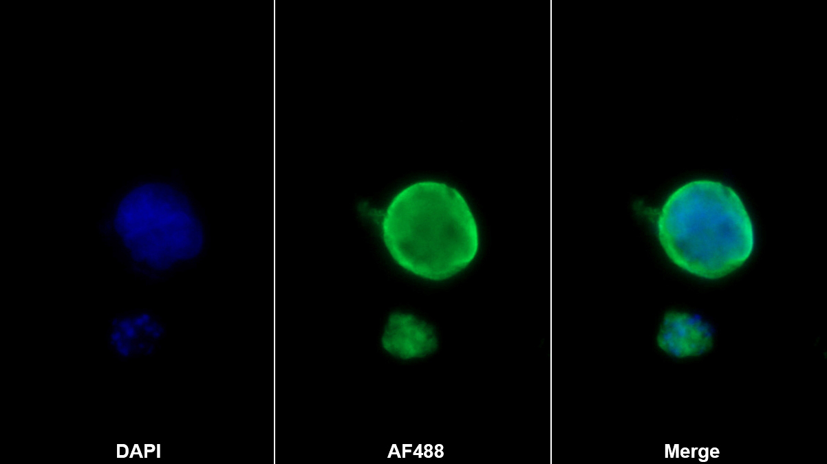 Monoclonal Antibody to Integrin Associated Protein (IAP)