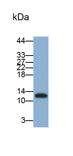 Monoclonal Antibody to Alpha-Lactalbumin (aLA)