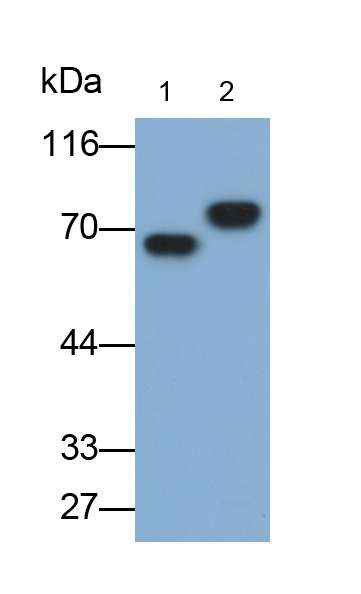 Monoclonal Antibody to Albumin (ALB)