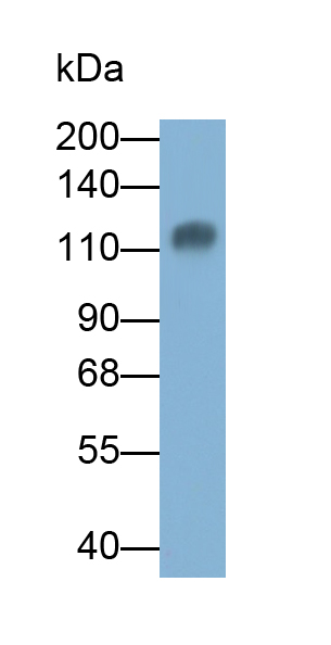 Monoclonal Antibody to Integrin Alpha 2B (ITGa2B)