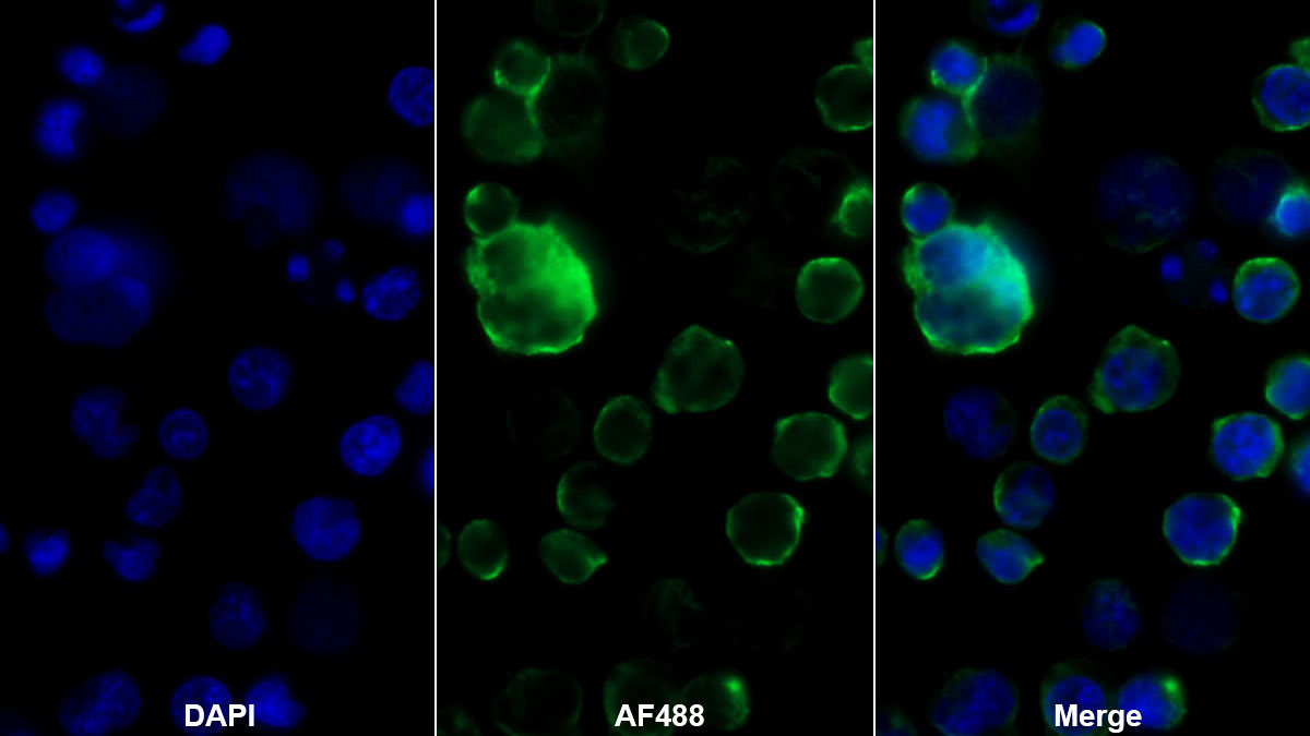 Monoclonal Antibody to Tumor Necrosis Factor Receptor Superfamily, Member 7 (TNFRSF7)